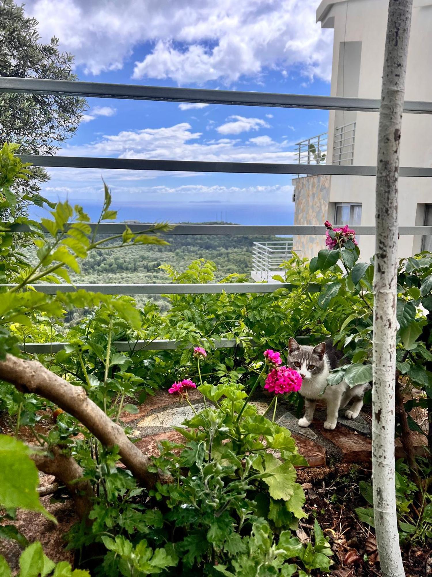 Vila Tatjana ξενώνας Vuno Εξωτερικό φωτογραφία